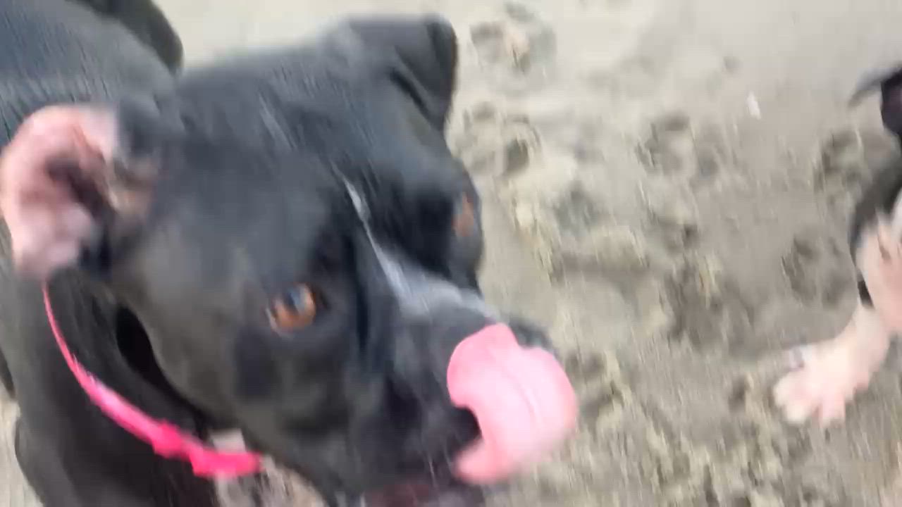 Enlarge Macy, an adopted Boxer in Westminster, MD video 3/6