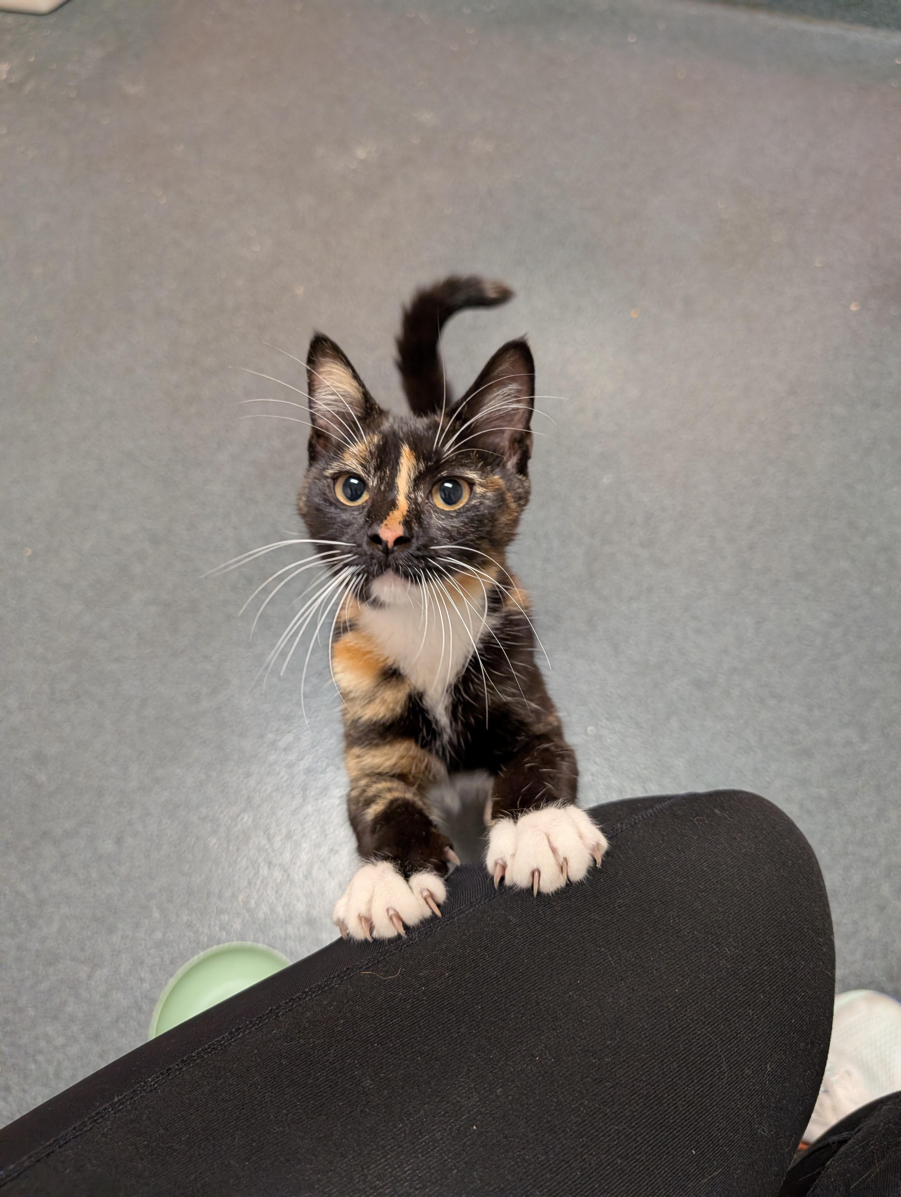 Elle, adopted, Kitten Female Domestic Short Hair.