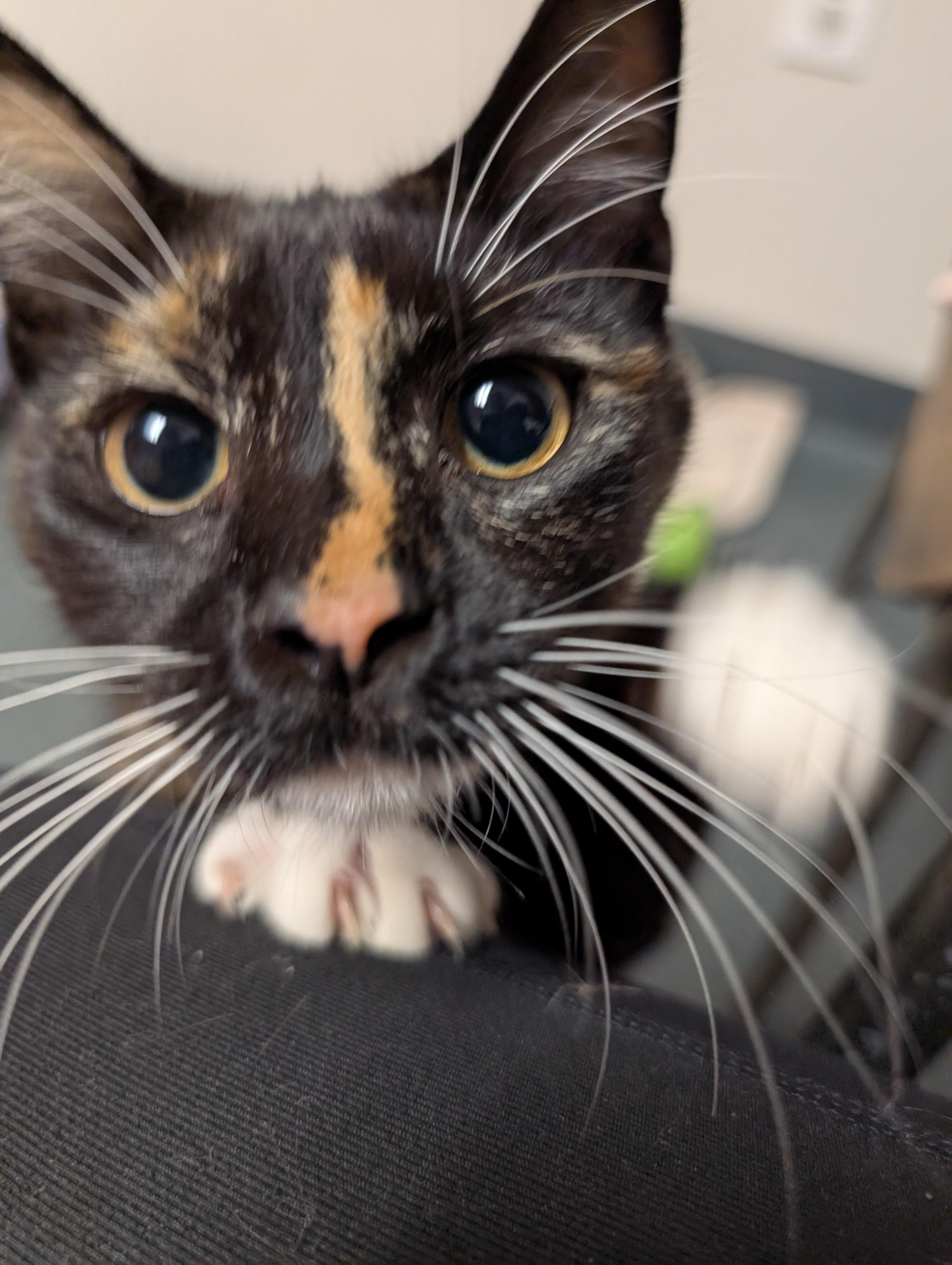 Enlarge Elle, an adopted Domestic Short Hair in Philadelphia, PA image 2/4