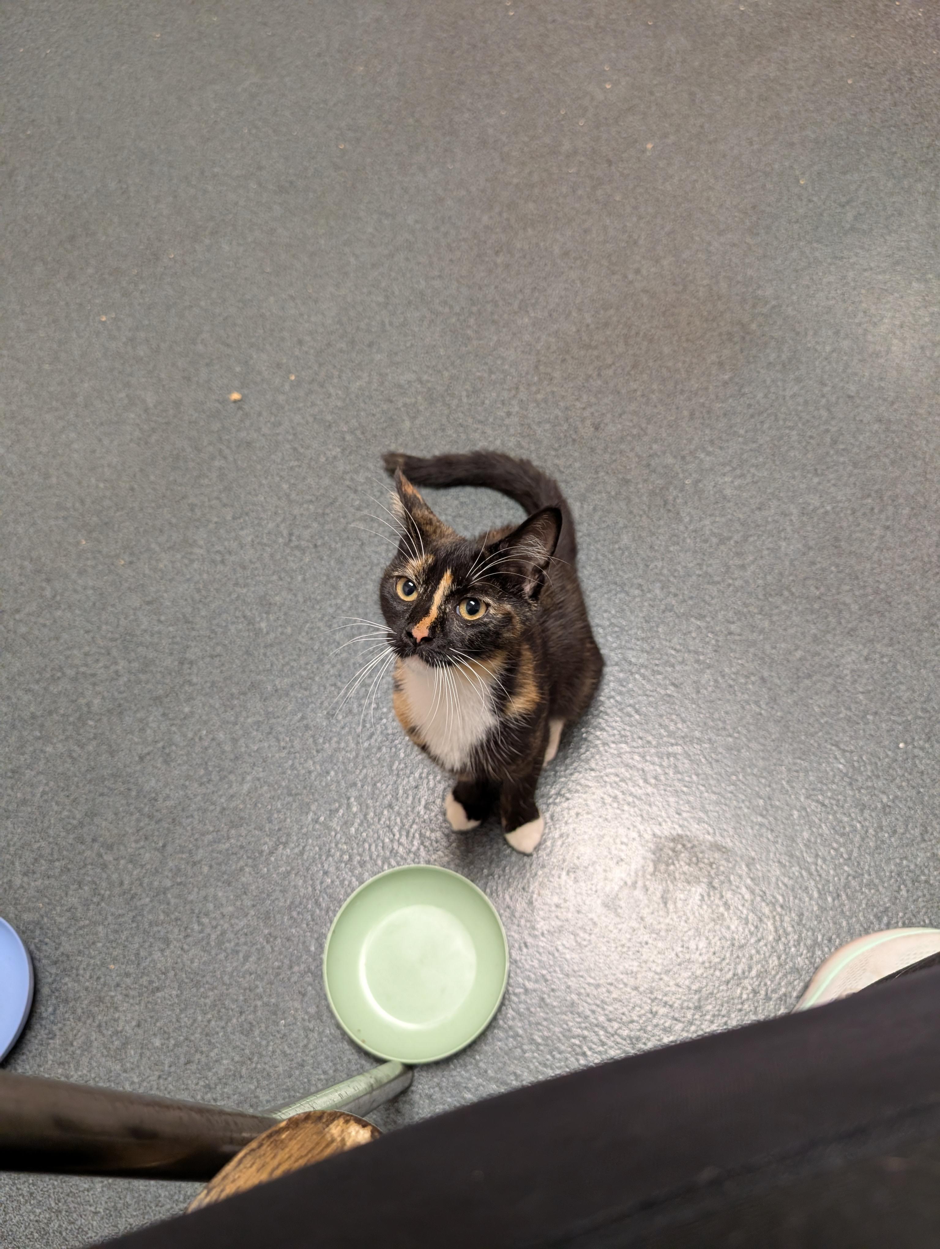 Enlarge Elle, an adopted Domestic Short Hair in Philadelphia, PA image 3/4