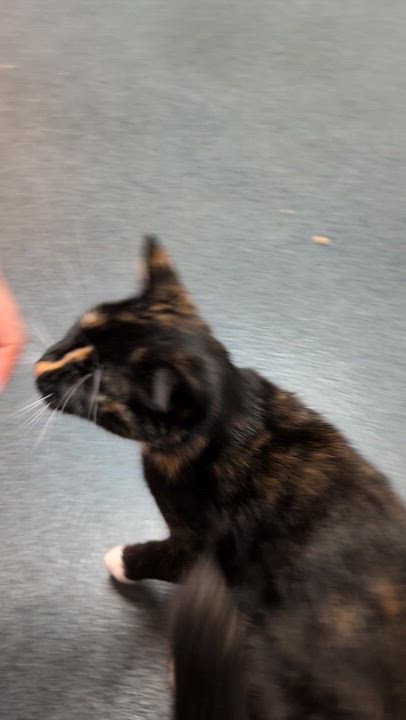 Enlarge Elle, an adopted Domestic Short Hair in Philadelphia, PA video 4/4