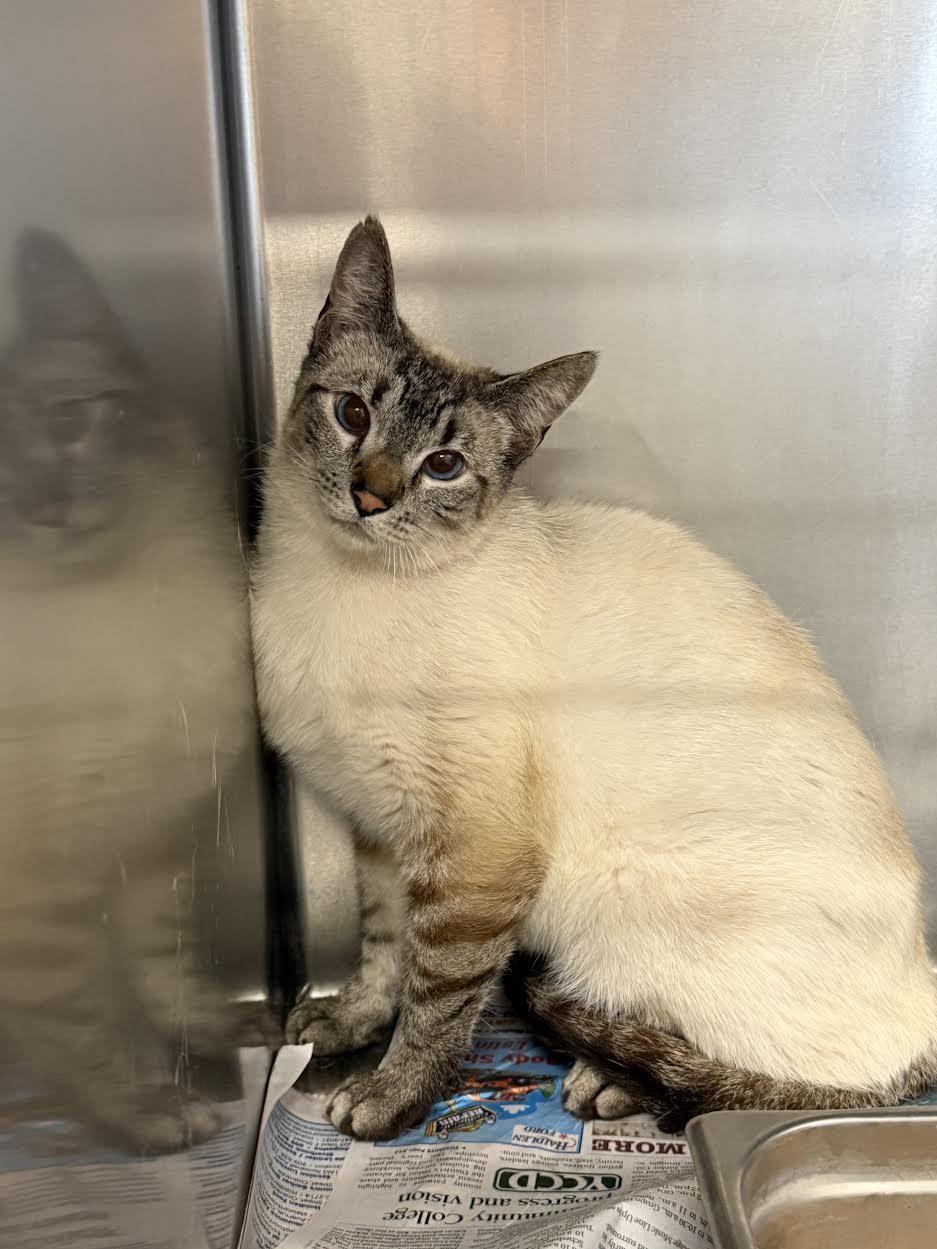 Clair, ADOPTABLE, Adult Female Siamese.