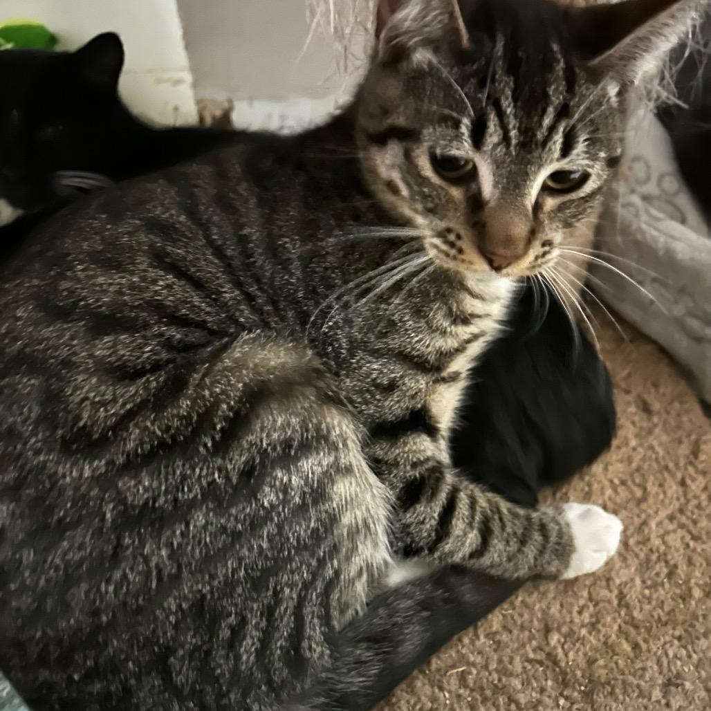 Pawsome, an adoptable Domestic Short Hair in Veneta, OR, 97487 | Photo Image 1