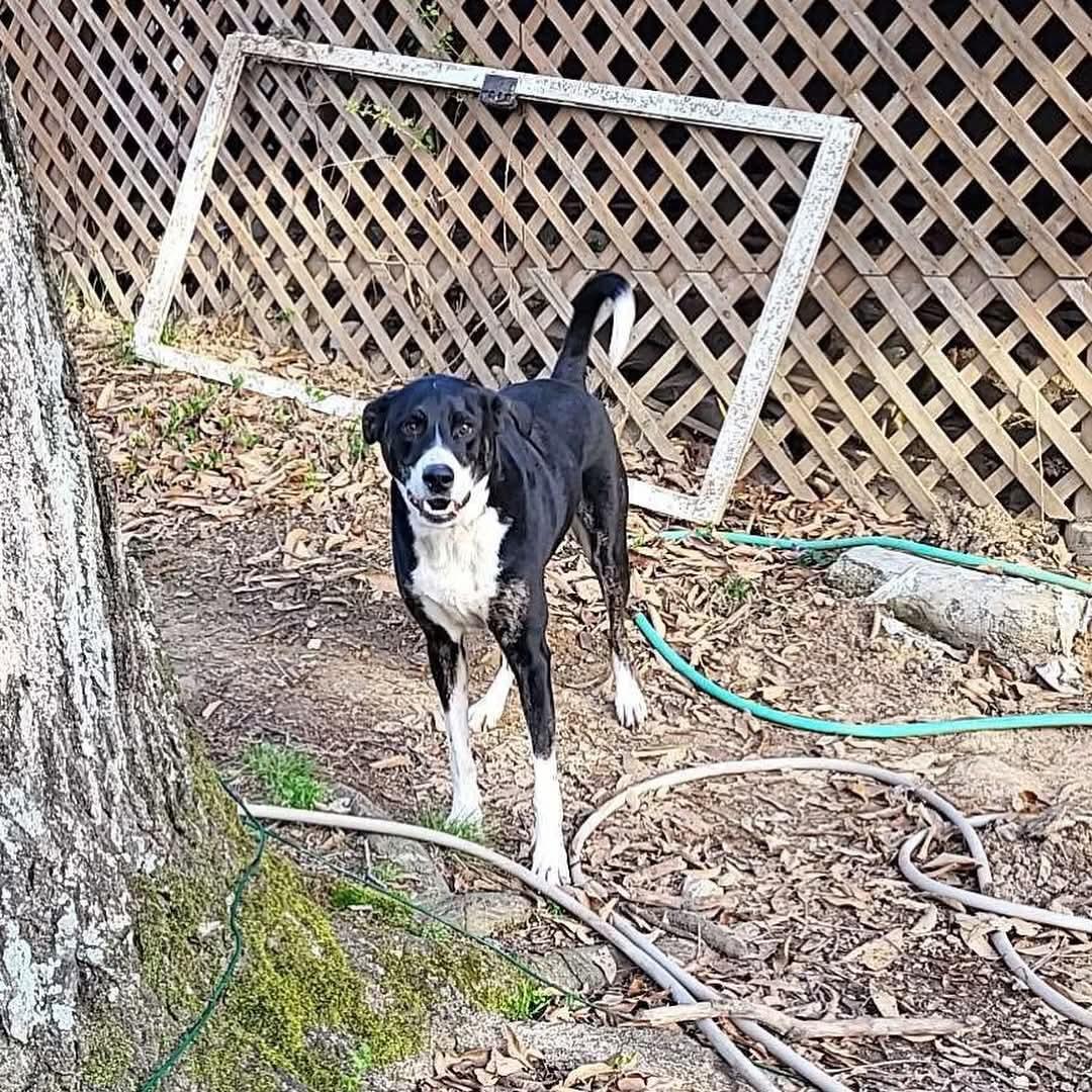 Max, a Adoptable mixed breed in Fenton, MO image 2/2