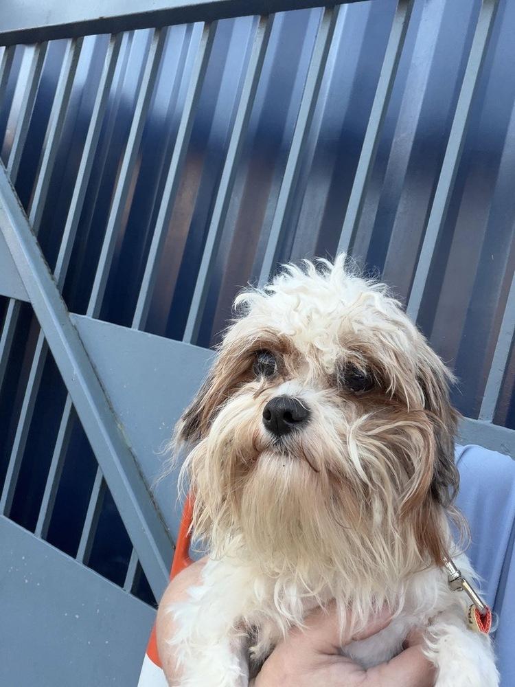 Enlarge Coraline, a Adoptable mixed breed in New York, NY image 1/1