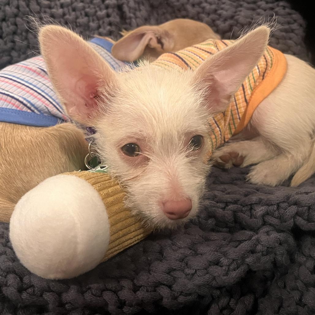Enlarge Wren, a Adoptable mixed breed in San Diego, CA image 1/5