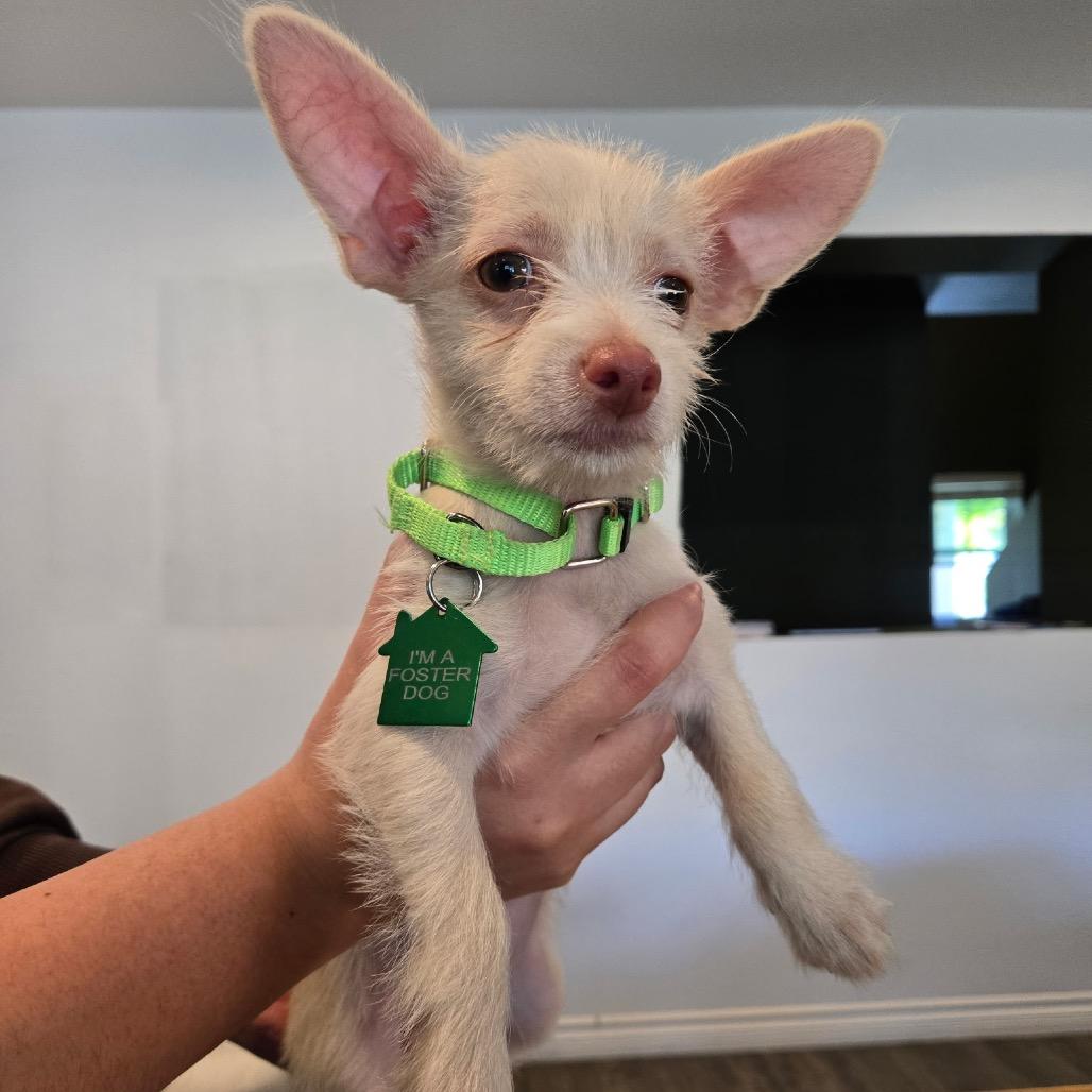 Enlarge Wren, a Adoptable mixed breed in San Diego, CA image 2/5