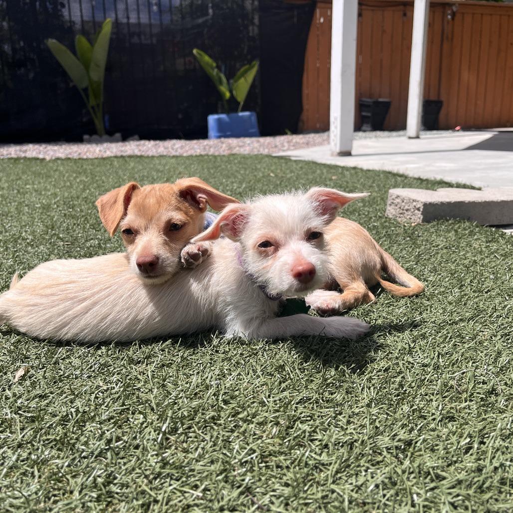 Enlarge Wren, a Adoptable mixed breed in San Diego, CA image 3/5