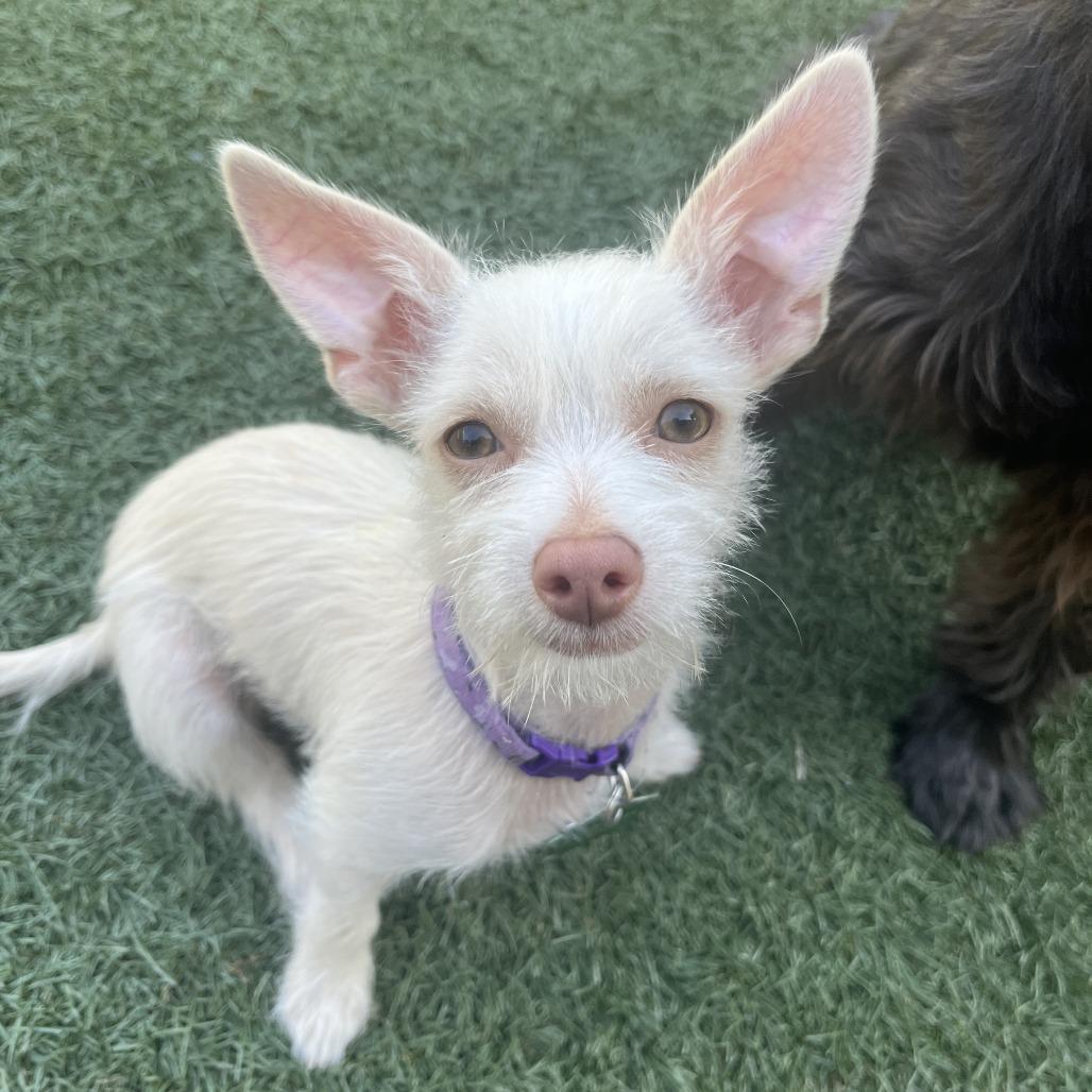 Enlarge Wren, a Adoptable mixed breed in San Diego, CA image 4/5