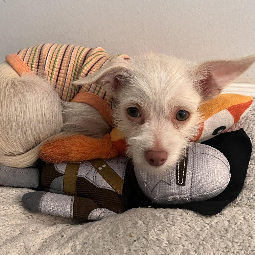 Enlarge Wren, a Adoptable mixed breed in San Diego, CA image 5/5