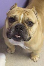 Chulo, adopted, Adult Male Mixed Breed.