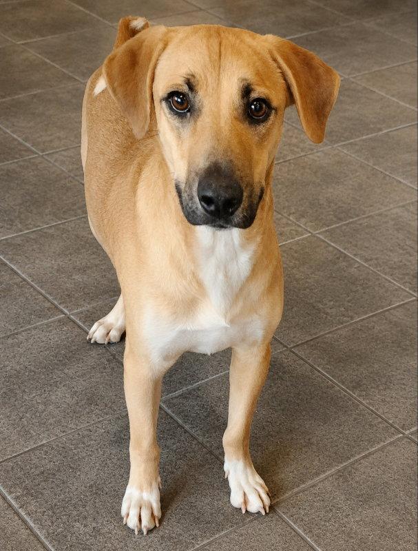 Gator *Adopt or Foster*, Adoptable, Young Male Black Mouth Cur.