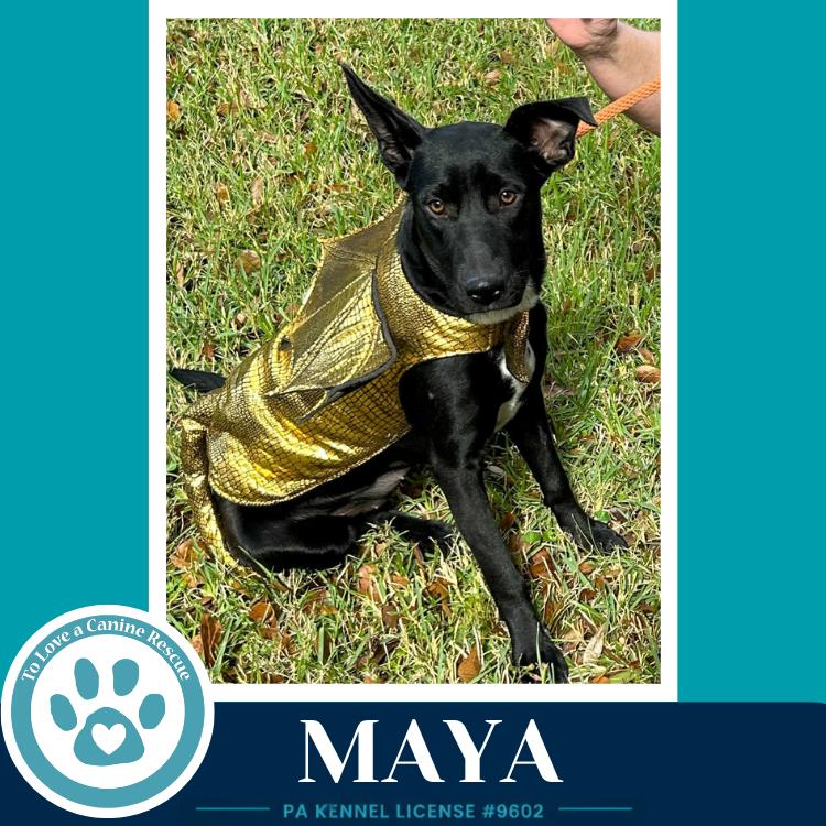 Enlarge Maya 051626, a Adopted mixed breed in Kimberton, PA image 1/1