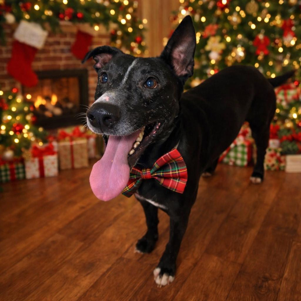 Enlarge Oswald, a Adoptable mixed breed in Binghamton, NY image 1/5