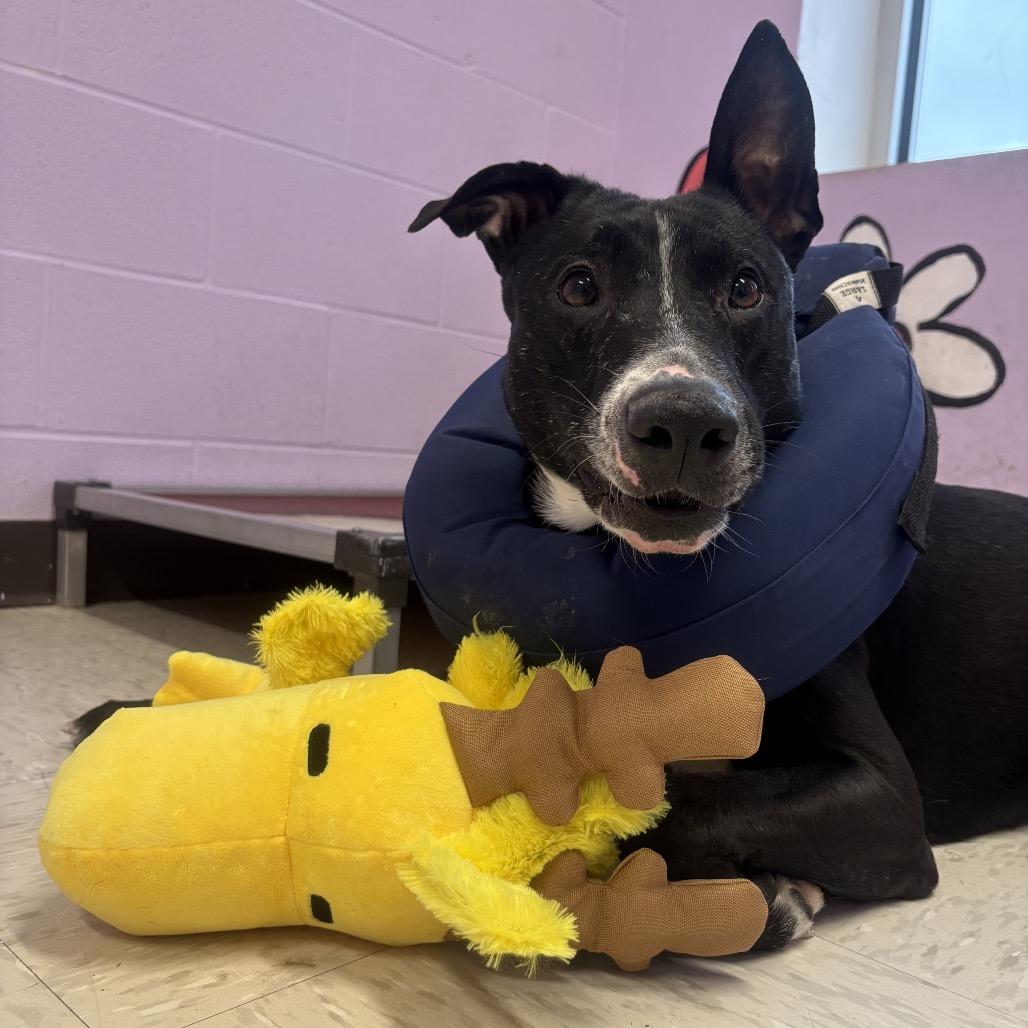 Enlarge Oswald, a Adoptable mixed breed in Binghamton, NY image 2/5