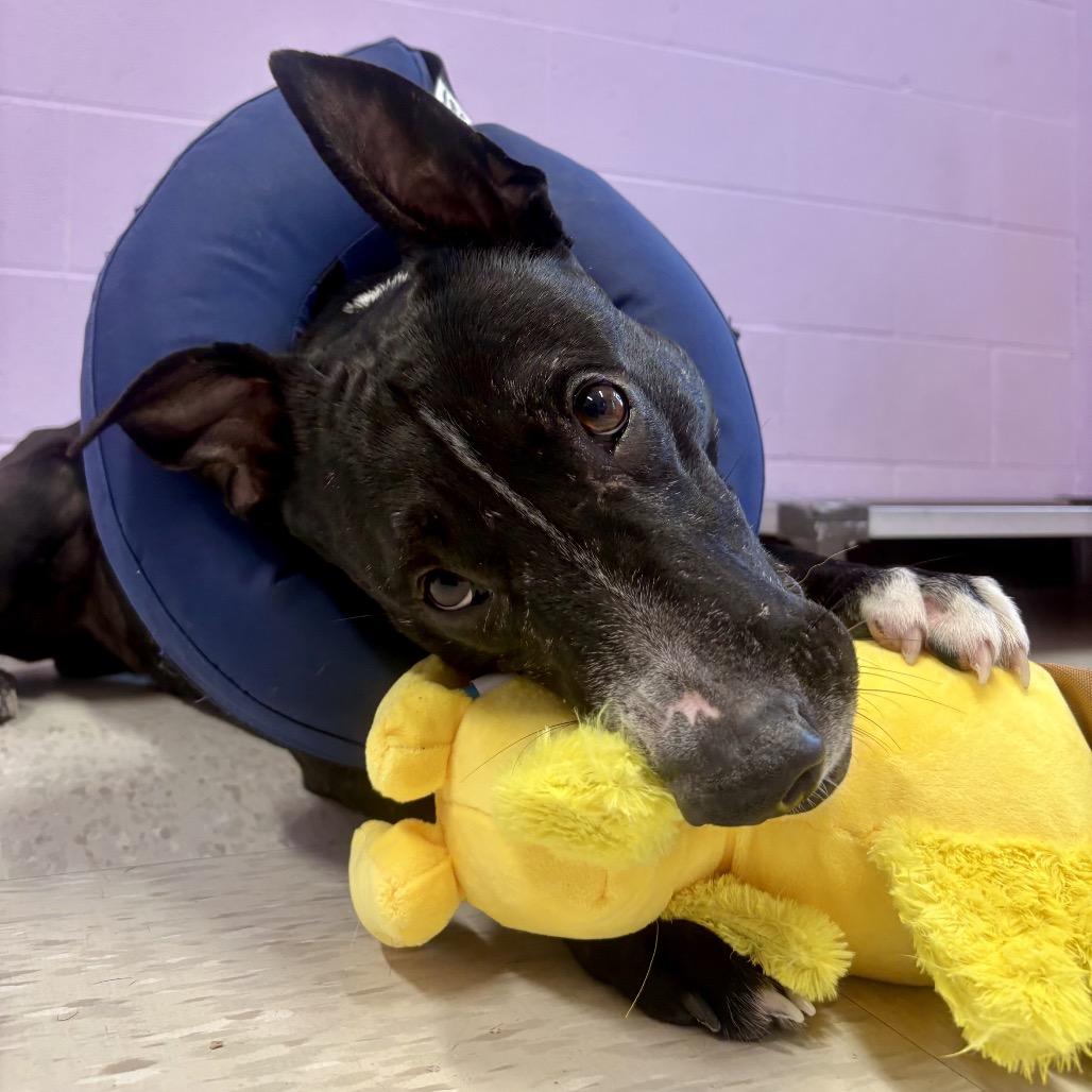 Enlarge Oswald, a Adoptable mixed breed in Binghamton, NY image 3/5