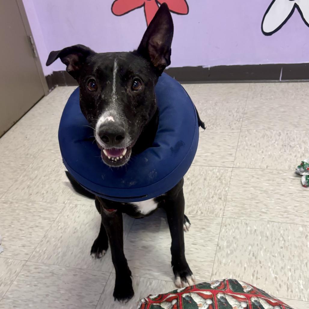 Enlarge Oswald, a Adoptable mixed breed in Binghamton, NY image 4/5