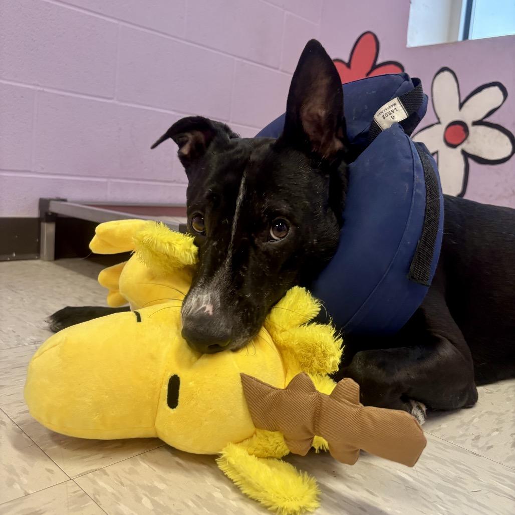 Enlarge Oswald, a Adoptable mixed breed in Binghamton, NY image 5/5