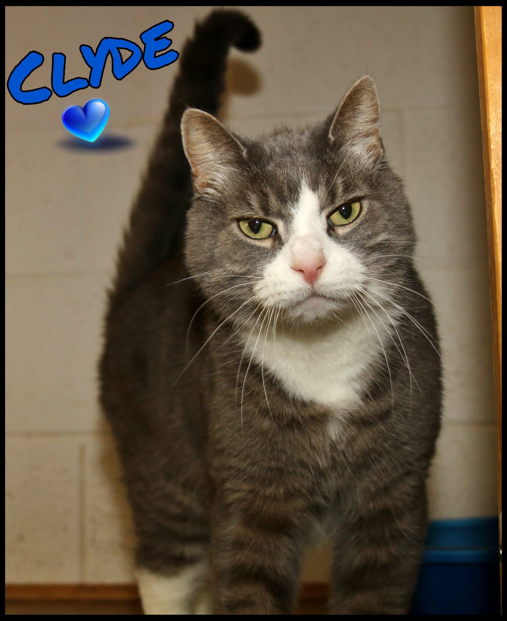 Clyde, Adoptable, Senior Male Domestic Short Hair.