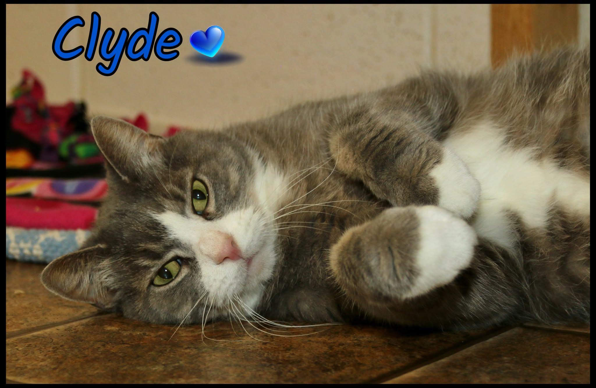 Enlarge Clyde, a Adoptable Domestic Short Hair in Shippenville, PA image 2/2