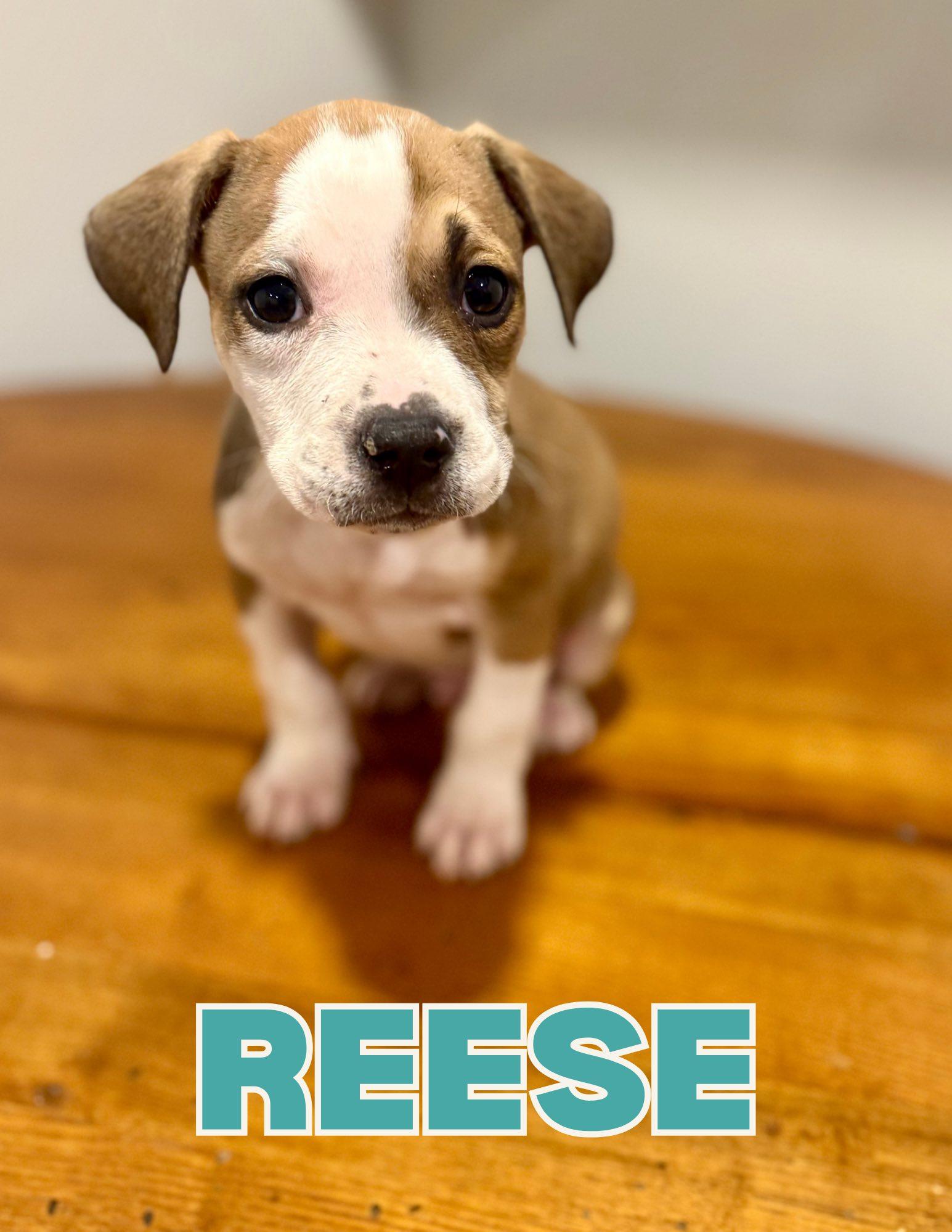 Enlarge Reese, an adopted Terrier in Shalimar, FL image 1/1