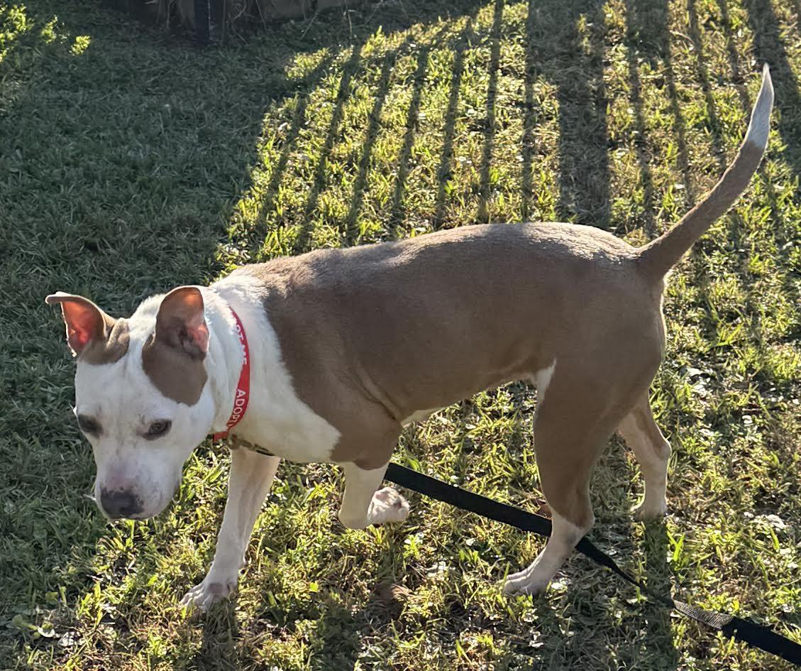 Bean (158160) (In a foster home), ADOPTABLE, Adult Female Pit Bull Terrier.