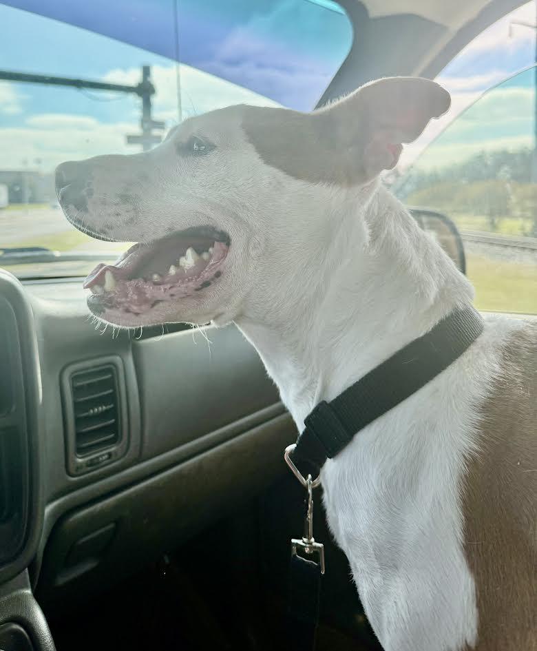 Enlarge Bean (158160) (In a foster home), a ADOPTABLE Pit Bull Terrier in Baton Rouge, LA image 2/3