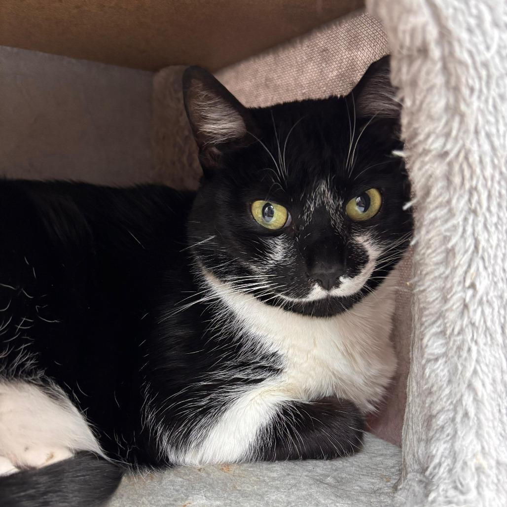 Prissy, a Adoptable Domestic Short Hair in Lauderhill, FL image 4/6