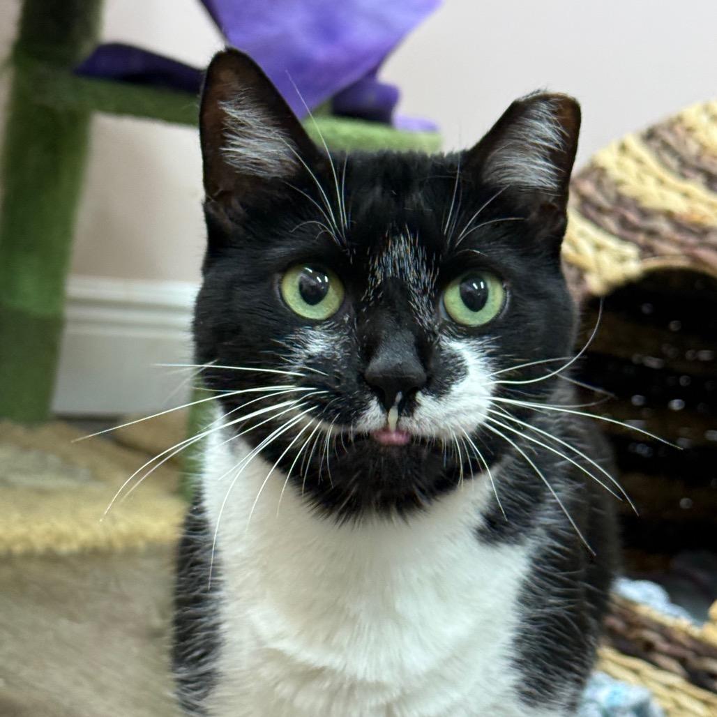 Prissy, a Adoptable Domestic Short Hair in Lauderhill, FL image 1/6
