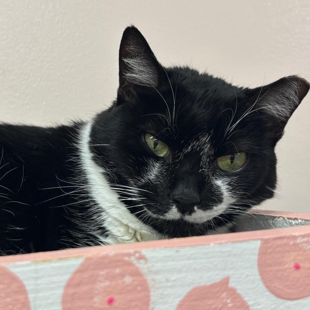 Prissy, a Adoptable Domestic Short Hair in Lauderhill, FL image 2/6