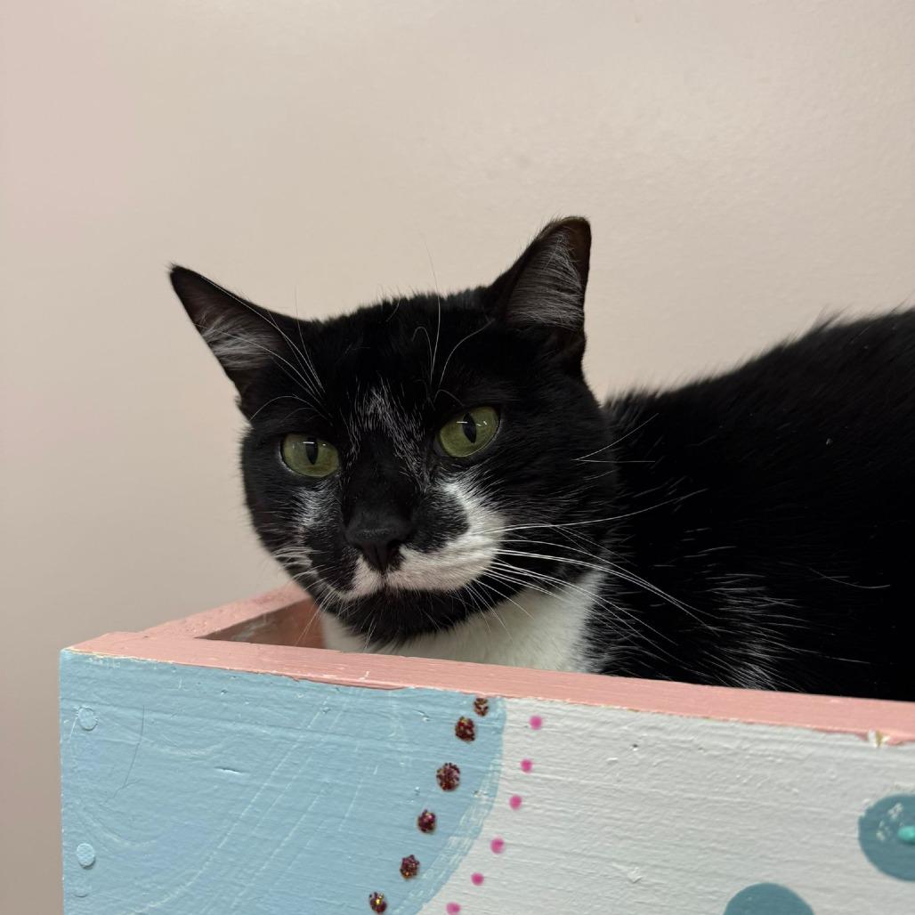 Prissy, a Adoptable Domestic Short Hair in Lauderhill, FL image 5/6