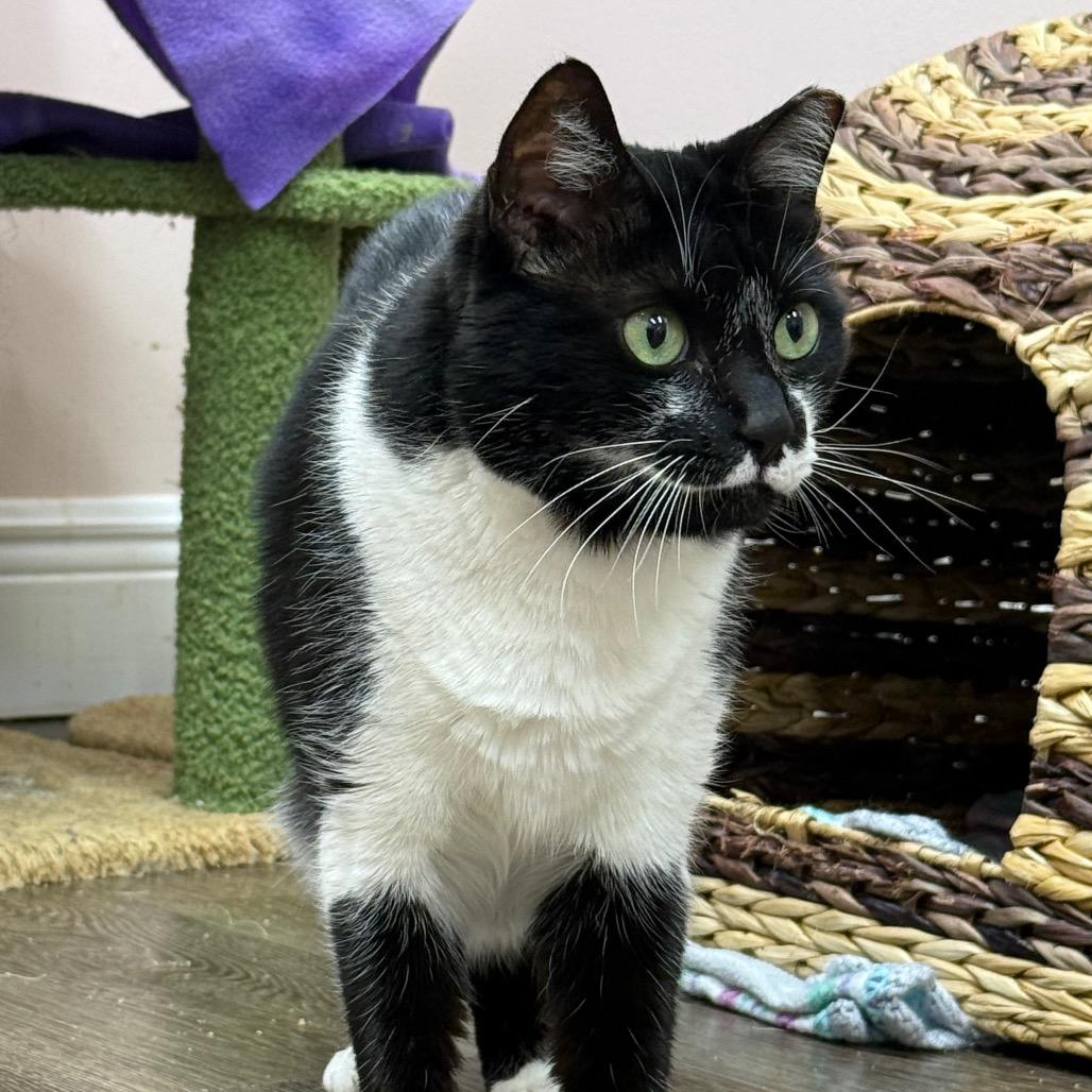 Prissy, a Adoptable Domestic Short Hair in Lauderhill, FL image 3/6