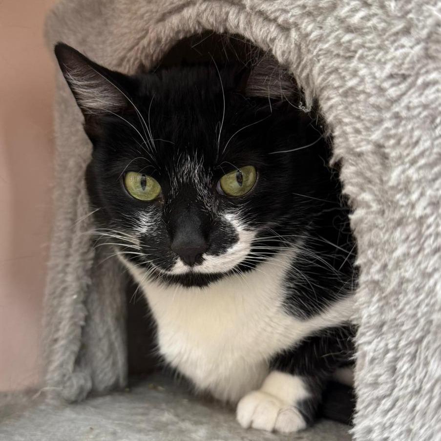Prissy, a Adoptable Domestic Short Hair in Lauderhill, FL image 6/6