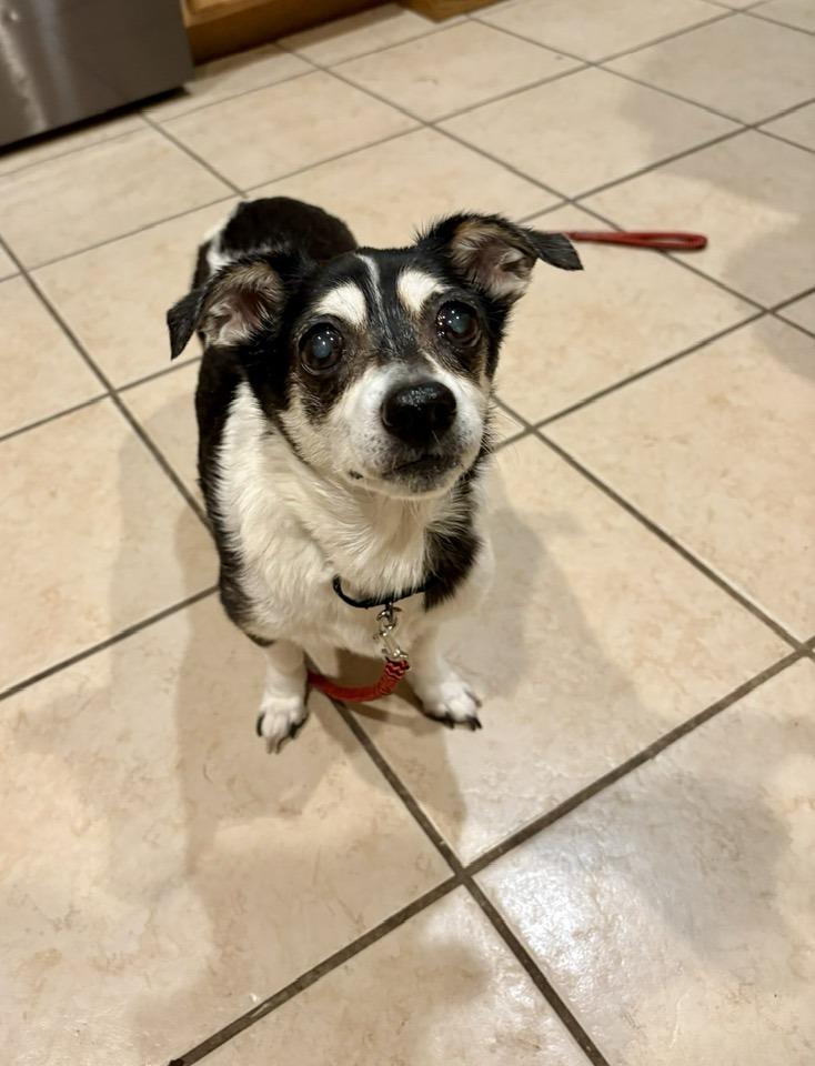 Josie, Adoptable, Senior Female Chihuahua.