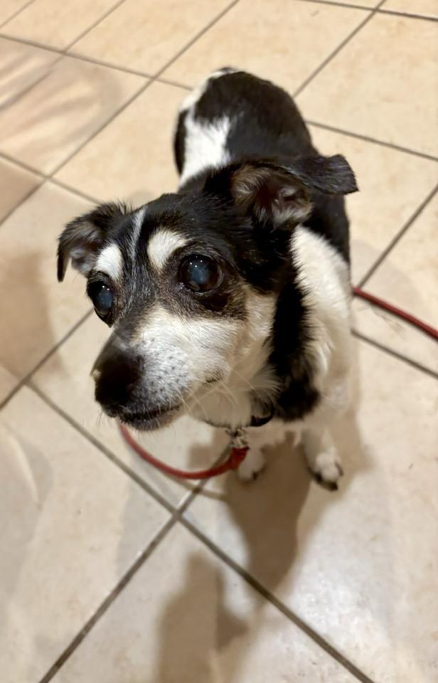 Josie, a Adoptable Chihuahua image 2/2