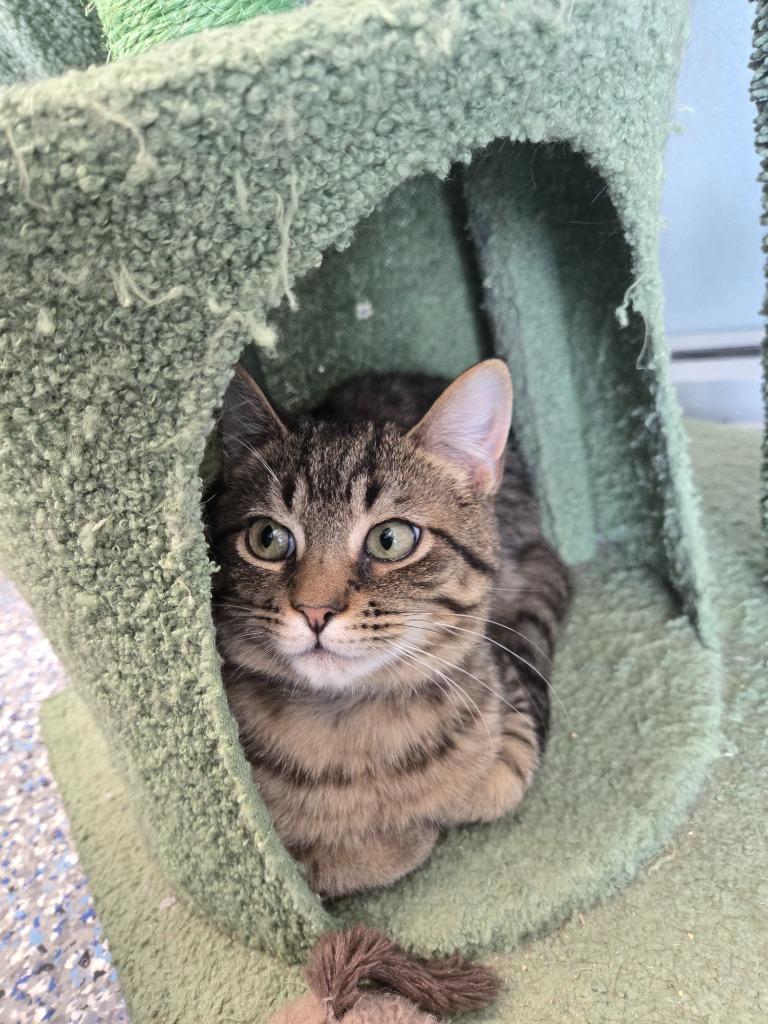 Ram, Adoptable, Kitten Male Domestic Short Hair.