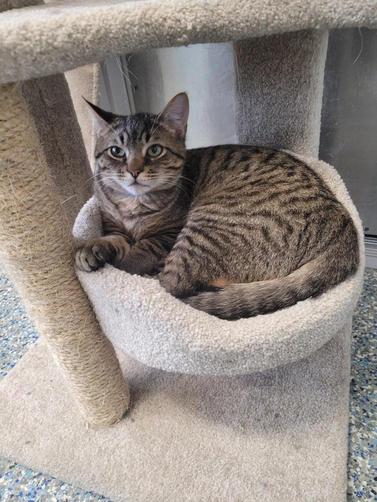 Enlarge Ram, a Adoptable mixed breed in Angola, IN image 2/3