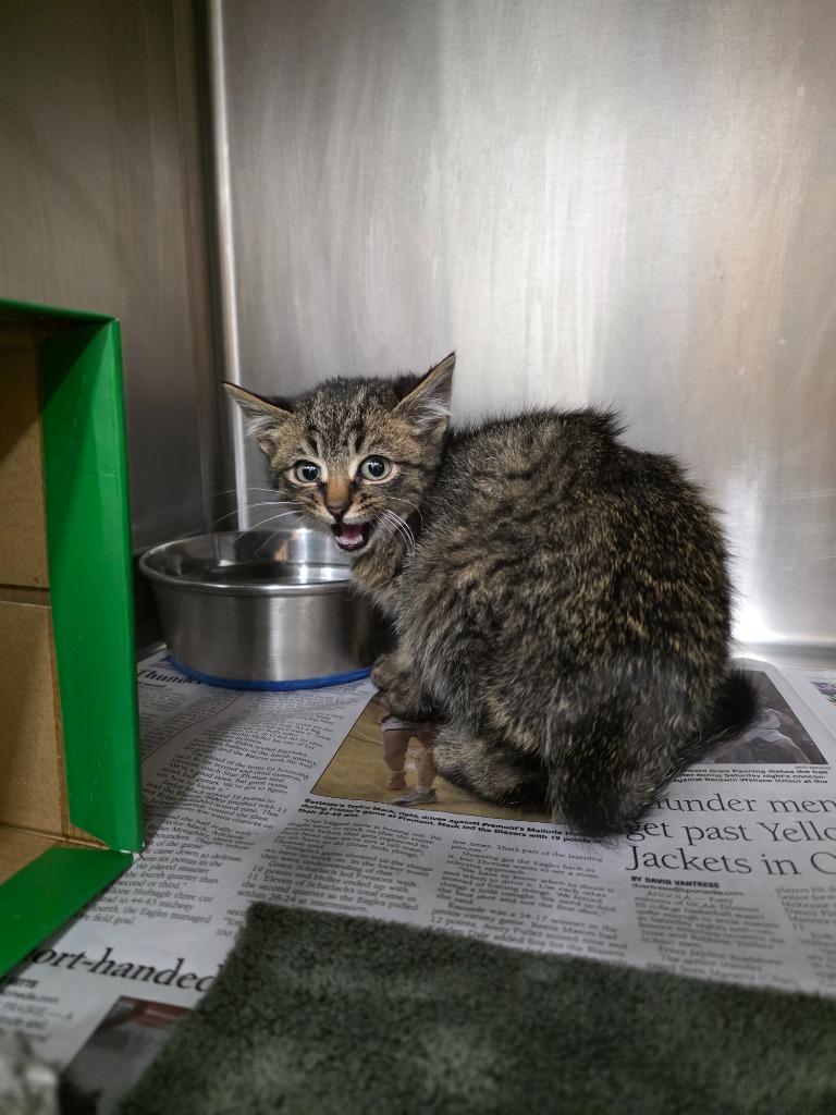 Enlarge Ram, a Adoptable mixed breed in Angola, IN image 3/3