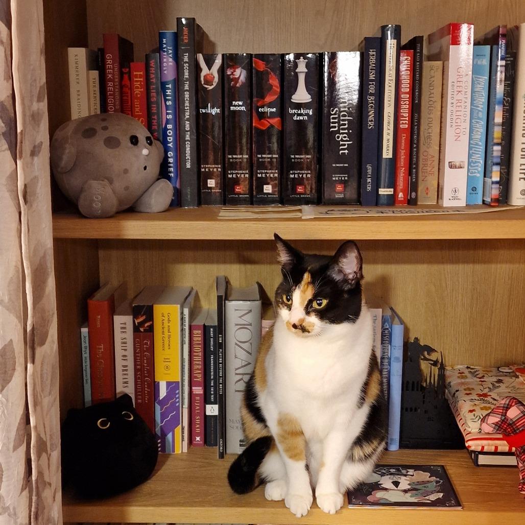 Enlarge BCAS Ursula, a Adoptable Domestic Short Hair in Abingdon, MD image 2/6