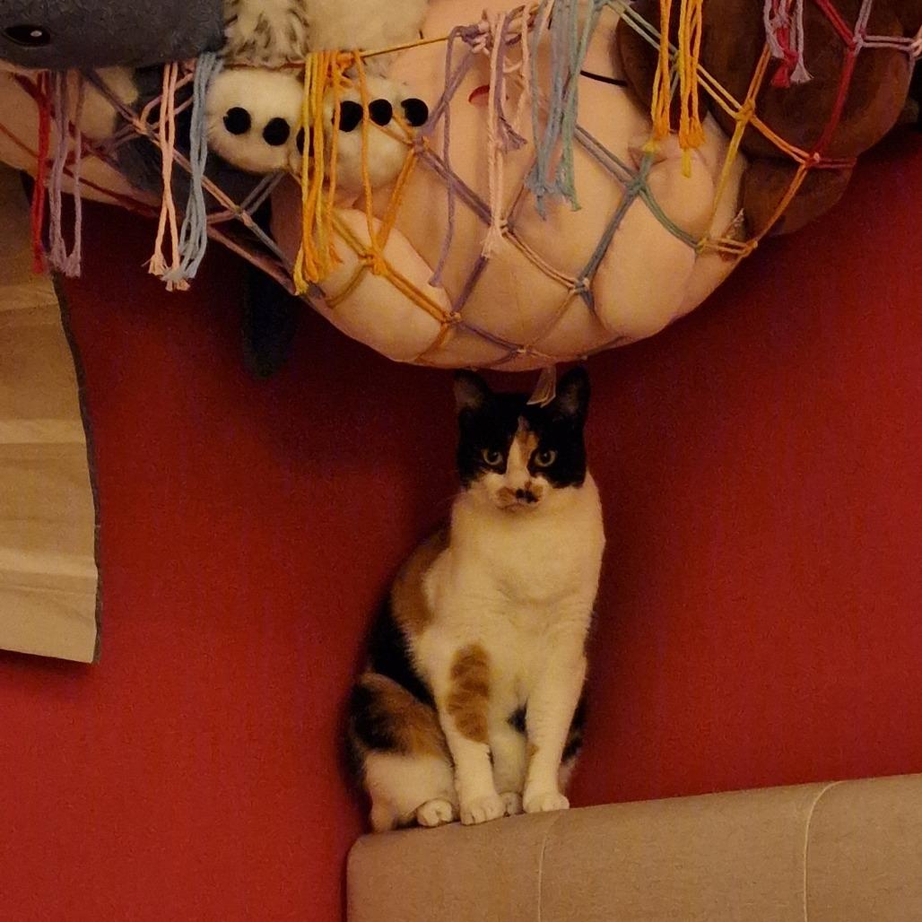 Enlarge BCAS Ursula, a Adoptable Domestic Short Hair in Abingdon, MD image 3/6