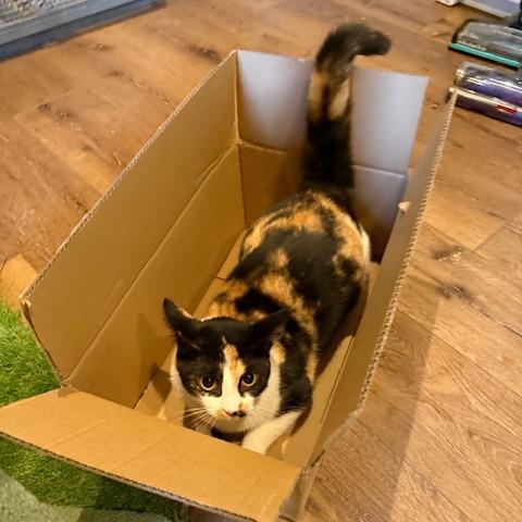 Enlarge BCAS Ursula, a Adoptable Domestic Short Hair in Abingdon, MD image 4/6