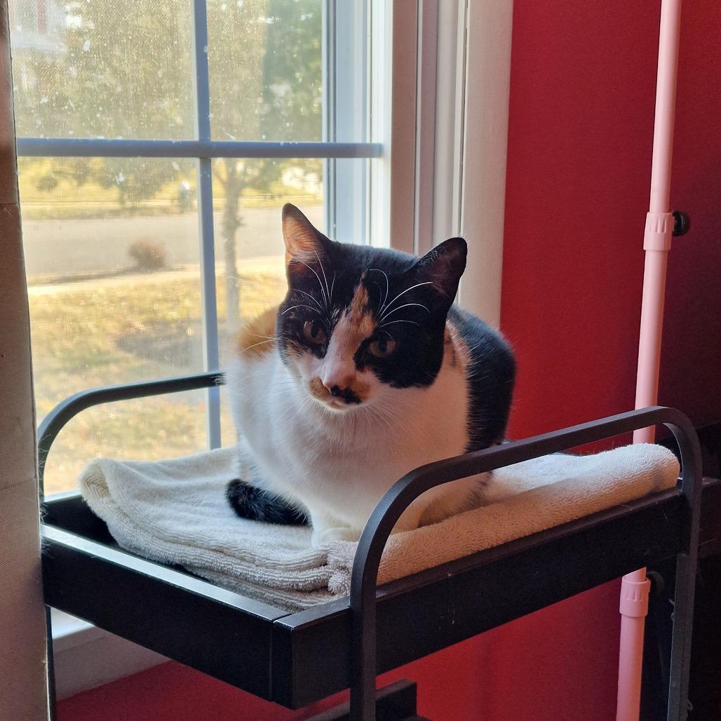 Enlarge BCAS Ursula, a Adoptable Domestic Short Hair in Abingdon, MD image 5/6