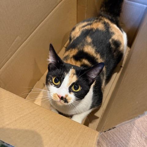 Enlarge BCAS Ursula, a Adoptable Domestic Short Hair in Abingdon, MD image 6/6