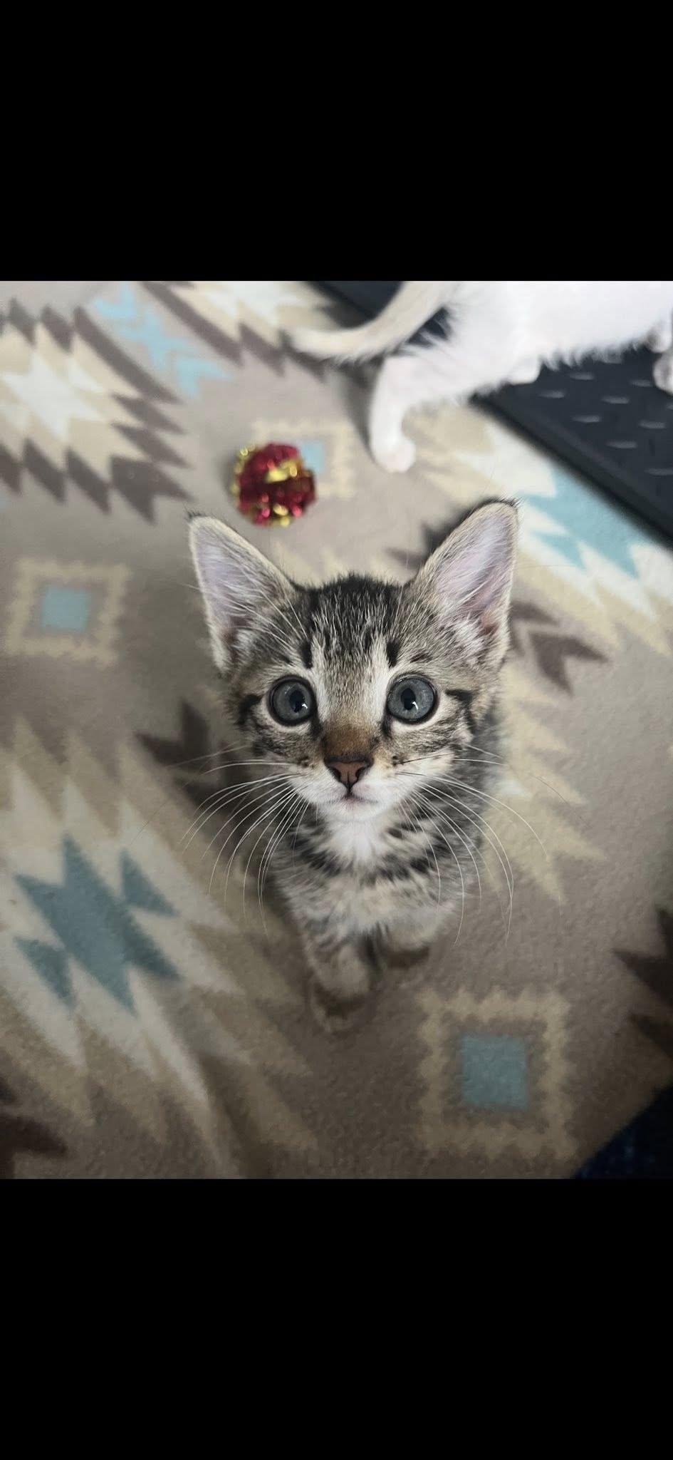 Iris, an adoptable Domestic Short Hair in Midland, TX, 79703 | Photo Image 2