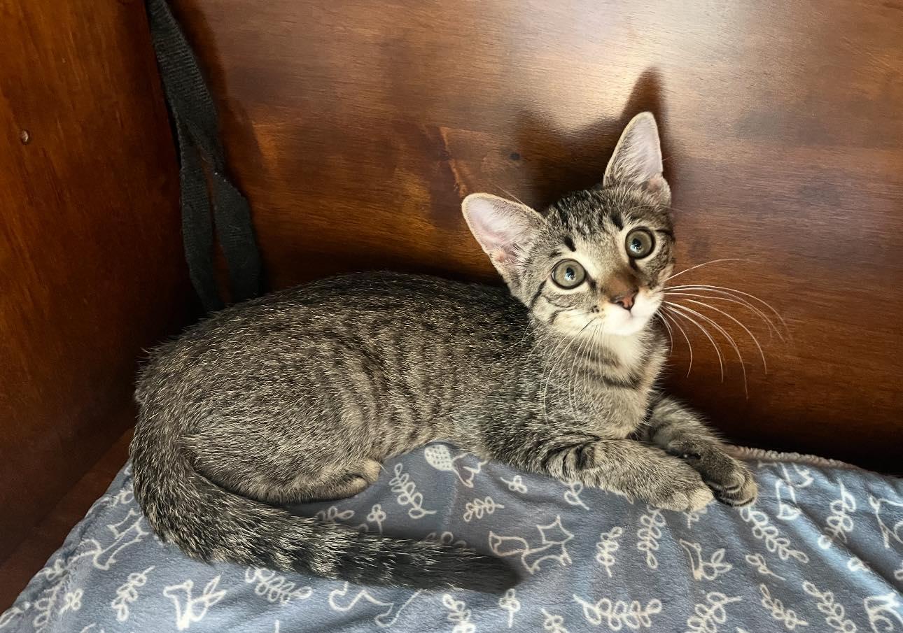 Iris, an adoptable Domestic Short Hair in Midland, TX, 79703 | Photo Image 1