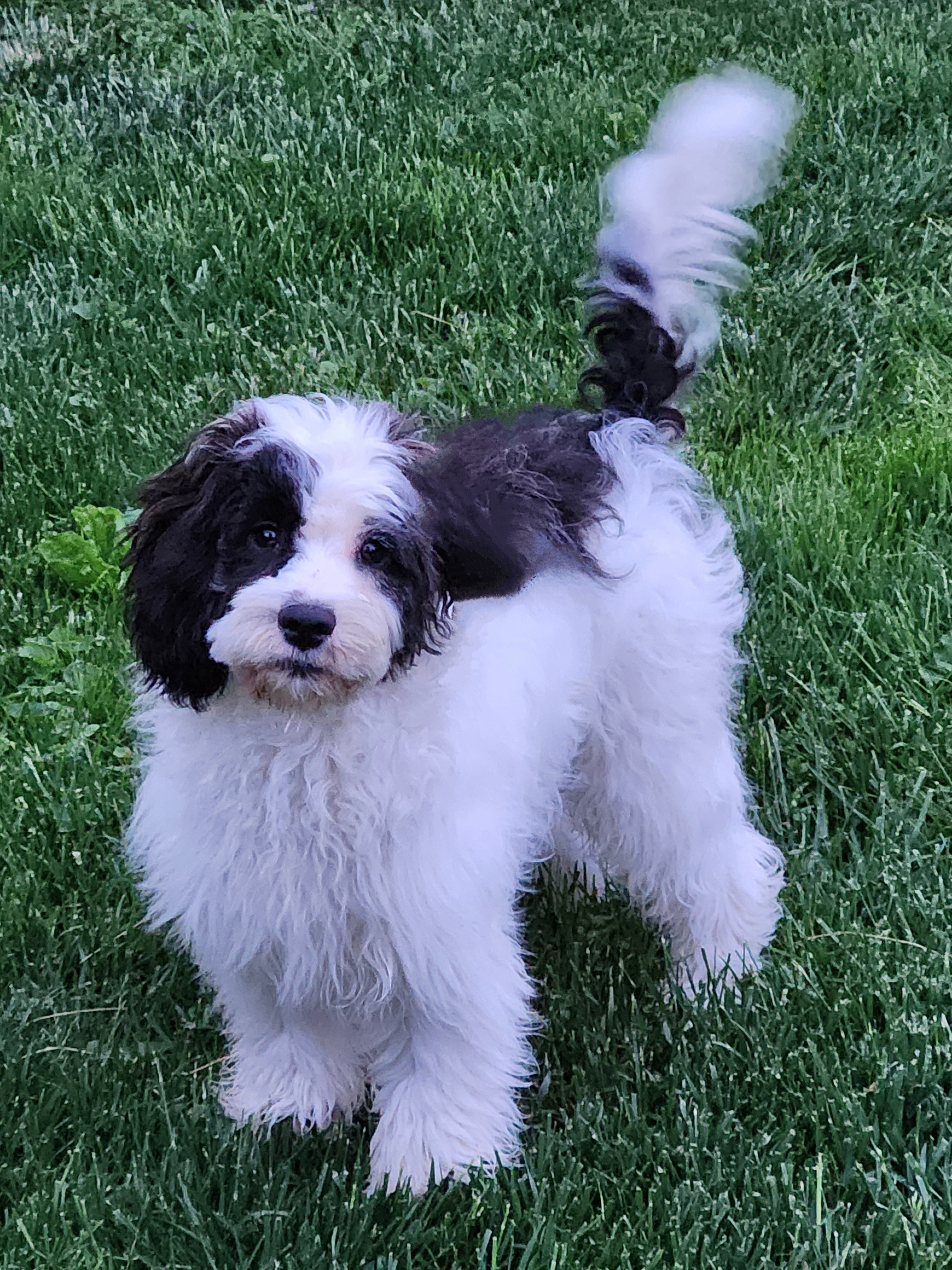 MANNY, a Adopted Cavapoo in Wooster, OH image 1/6