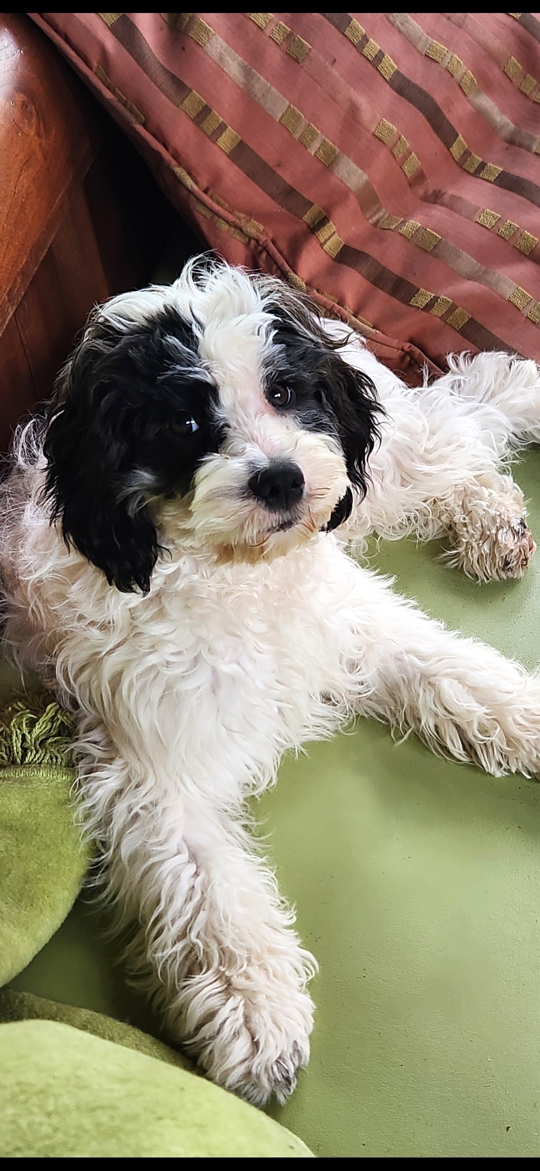 MANNY, a Adopted Cavapoo in Wooster, OH image 5/6