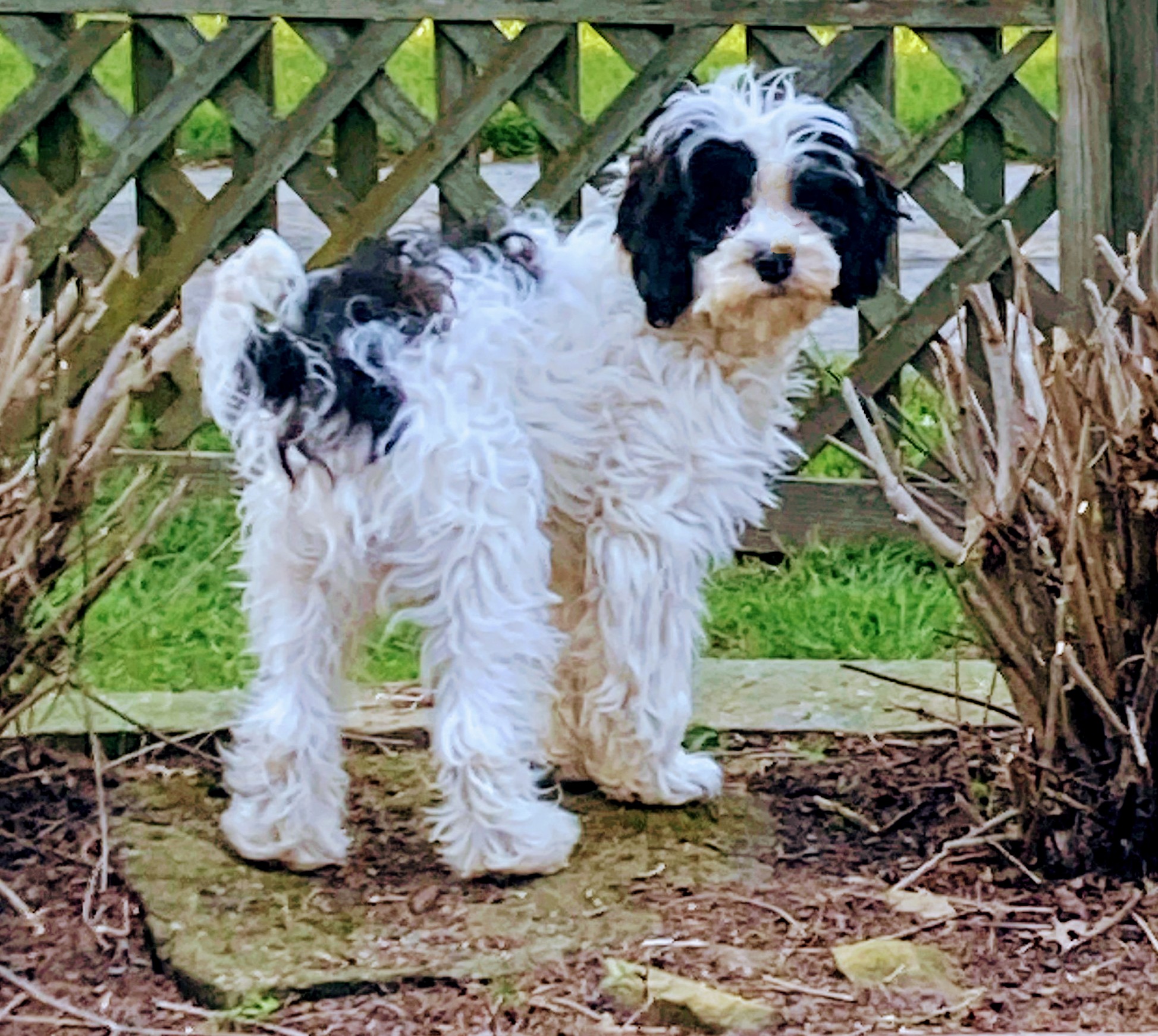 MANNY, a Adopted Cavapoo in Wooster, OH image 4/6