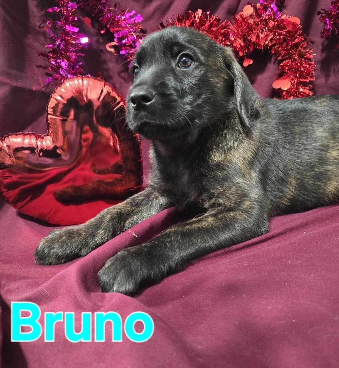 Bruno, Baby Male Terrier
