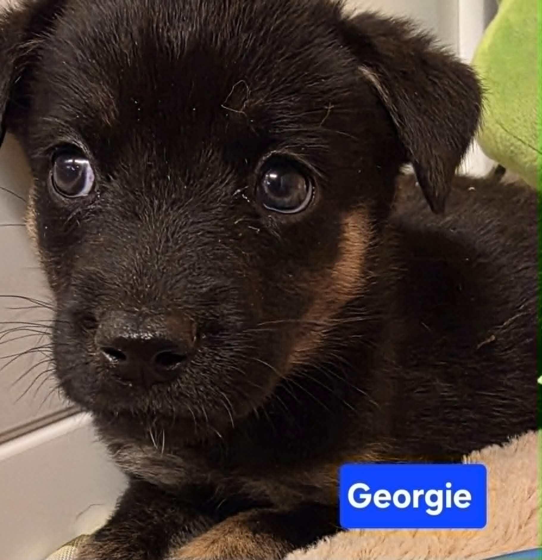 Georgie, Adoptable, Puppy Male Husky & Siberian Husky.